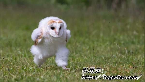 エッホエッホのフクロウのヒナ